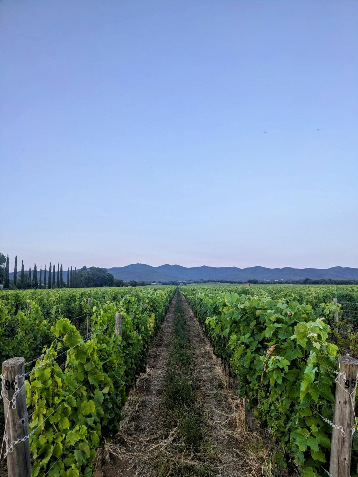 Agriturismo I Debbi Bibbona Bagian luar foto